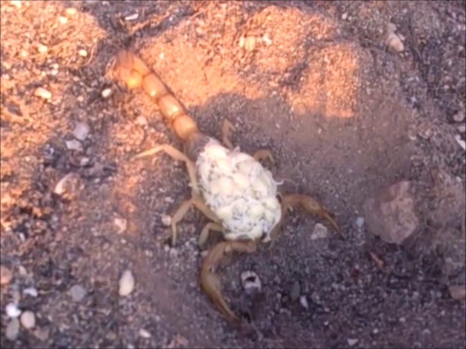 Il découvre un scorpion qui porte ses petits sur son dos