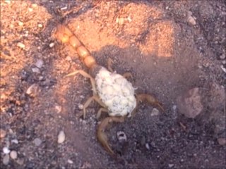 Il découvre un scorpion qui porte ses petits sur son dos