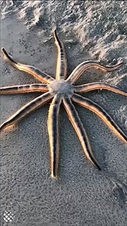 Une étoile de mer MAGNIFIQUE