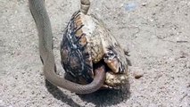 Un serpent veut manger une tortue de l’intérieur mais regardez ce qui se passe