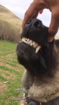 SiVAS KANGAL KOPEGi DiSLERi - KANGAL DOG TEETHS