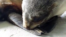 This baby seal sucks his flipper 'like all babies do'