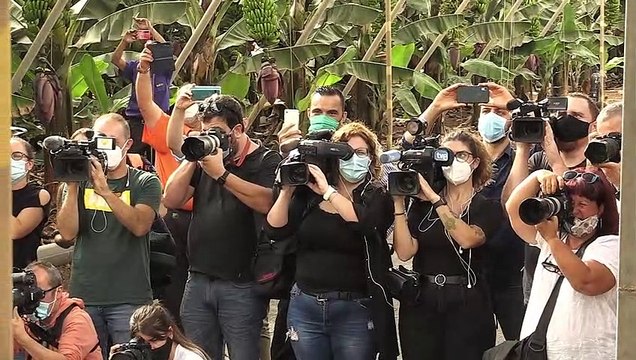 Los Reyes Felipe y Letizia visitan una zona platanera en Tenerife