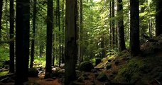 1000  Great Nature Videos Pexels · Free Stock Videos