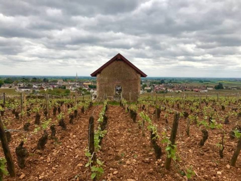 Excellent Chablis Wines for Under $40