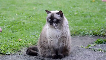 British Shorthair Cat