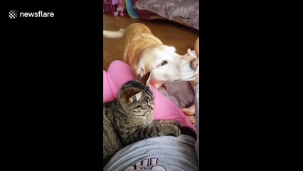 'I want pats too!' Dog in Ireland wants attention every time cat gets caressed