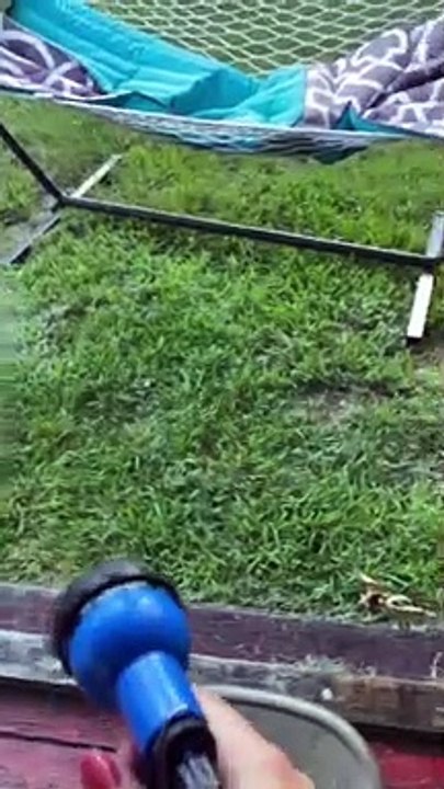 Border Collie Loves Playing with Water