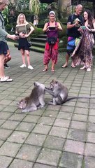 Monkey Gives Pal a Clean Caboose