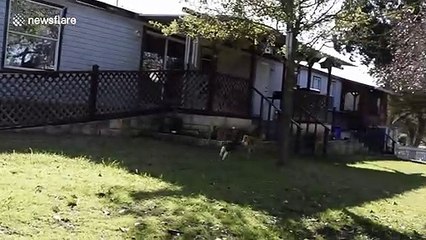 Cat does a lion impersonation and chases antelope in Texas