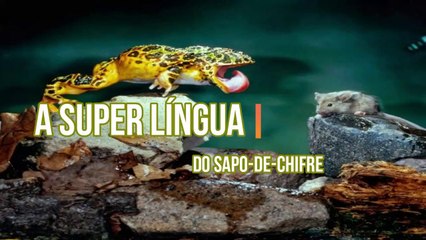 A super língua do sapo-de-chifres 