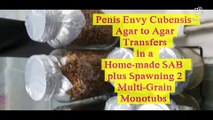 Penis Envy Cubensis Mycelium Running Agar to Agar Transfers in Home-made Gloved Still Air Box   Setting up 2 Multi-grain Monotubs