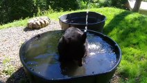 Video Of This Bear Cooling Off Is The Best Thing You'd See Today