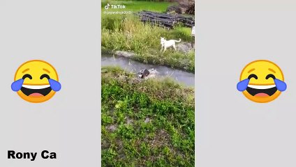 Videos Graciosos  Tik Tok - De Risa