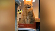compilación de perros y gatos enojados y vagos.