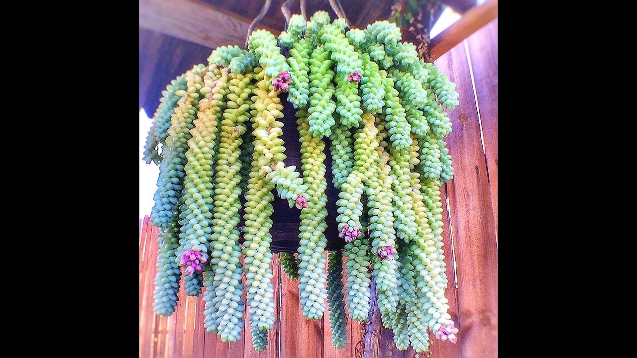 succulent tail plants diy bonsai tree