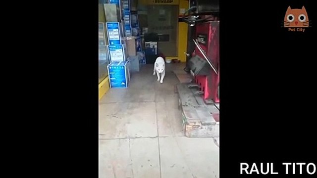 Videos de Risa - Animales - Perros y Gatos Chistosos // CAIDAS Y VIDEOS GRACIOSOS 2020