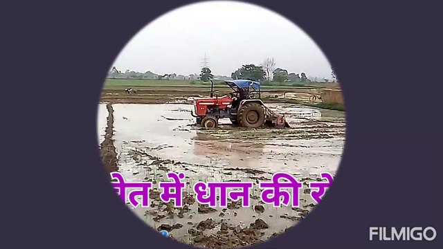 मेरे खेत में धान की रोपाई, खेत में धान की रोपाई कैसे करते हैं,how to work in the our field. खेती करना सीखें।