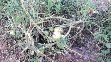 Yaşlı çiftin ürünlerini dolu vurdu