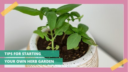 Tips For Starting An Herb Garden