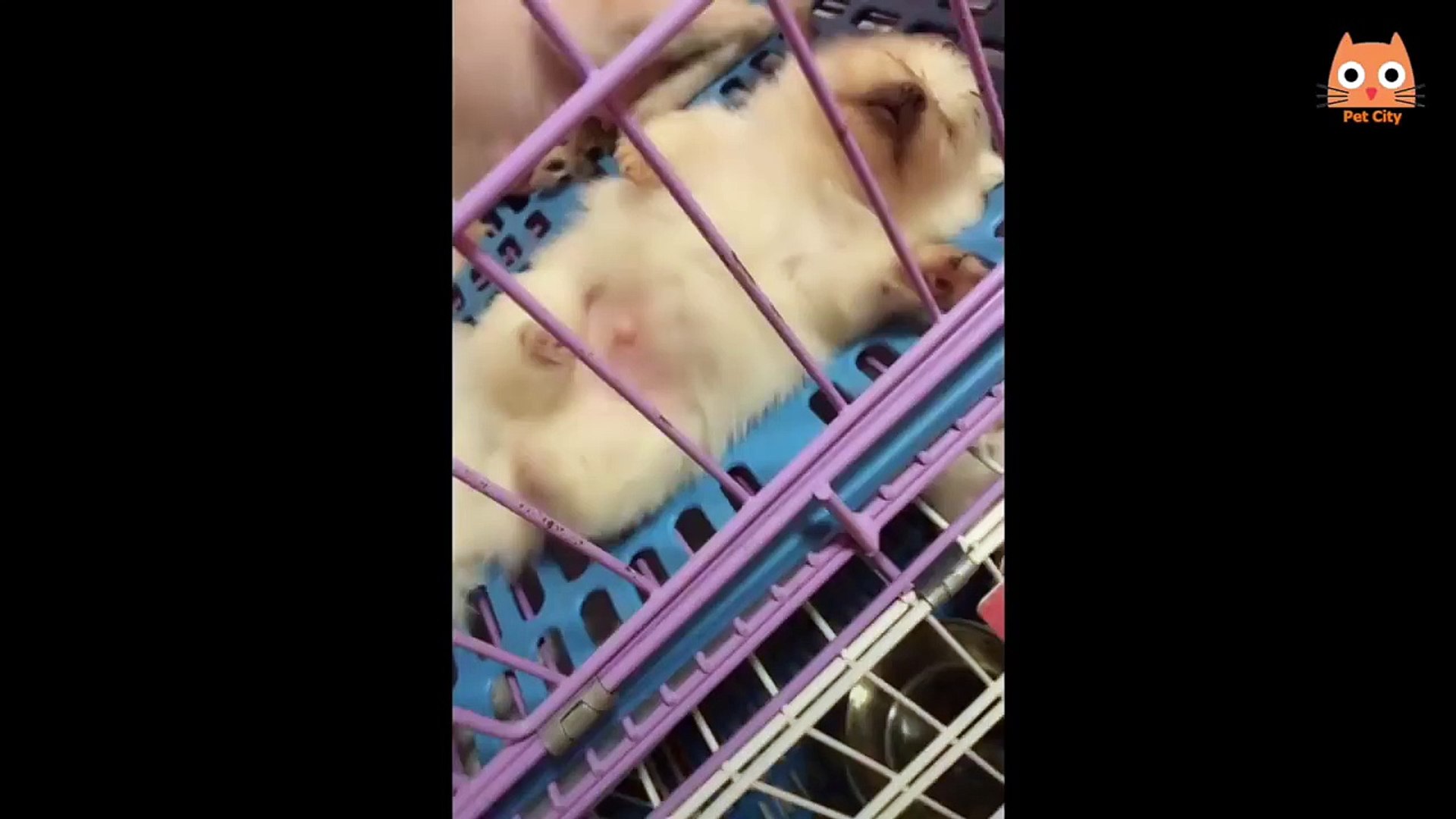 ⁣Videos divertidos de animales - Funny animal videos
