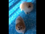 Mini Pomeranian - Funny and Cute Pomeranian Videos #6 - CuteVN (1)