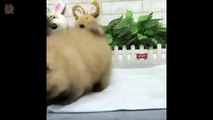Mini Pomeranian - Funny and Cute Pomeranian Videos #6 - CuteVN