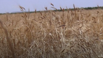 Mezopotamya'nın en eski buğdayı sorgül Mardin'de kadın eliyle canlandı