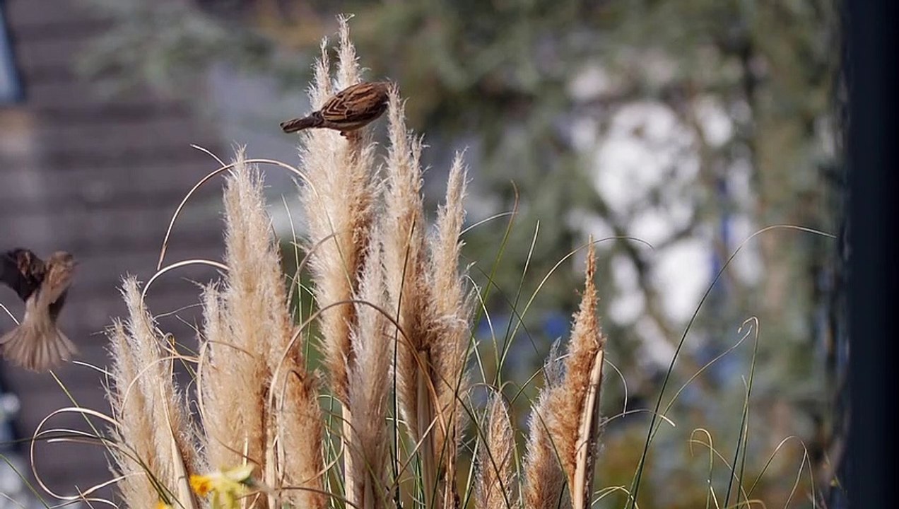 Sparrows Nesting Material Birds