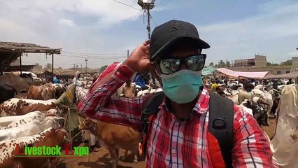 Prices Malir Cattle Mandi Karachi 23 June 2020