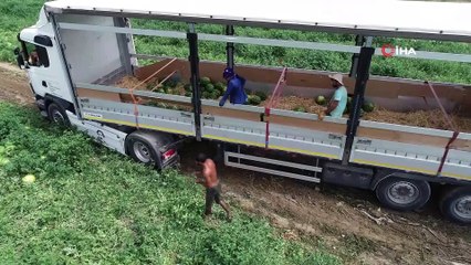 Adana'da karpuzun tarlada kilogram fiyatı 1 lirayı geçti