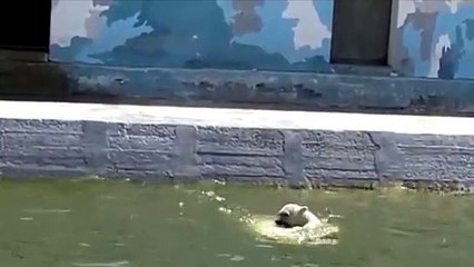 ヤクーツク動物園のコルィマーナとアルマスの親子(Jun24_2020)