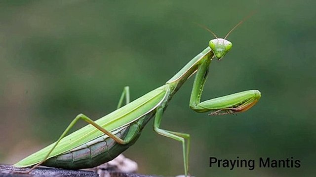Praying Mantis Eating Brain Of Murder Hornet