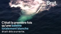 Quand la célèbre baleine d'Australie Migaloo fait des apparitions