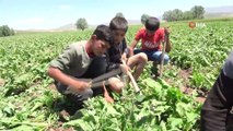 Tarım işçisi çocuklar tatillerini çalışarak geçiriyor