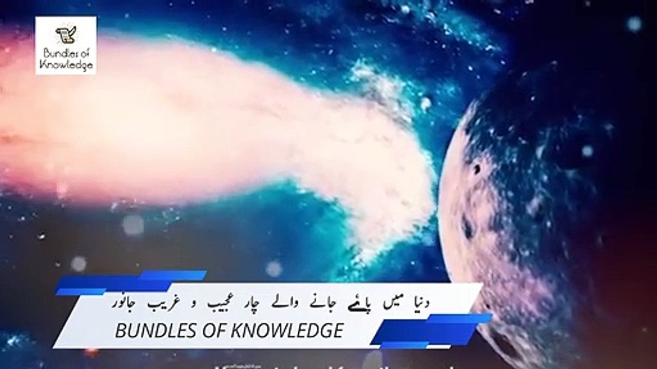 अद्भुत पशु और पक्षी |4 Amazing Animal & Birds in The World|حیرت انگیز جانوروں | Bundles Of Knowledge