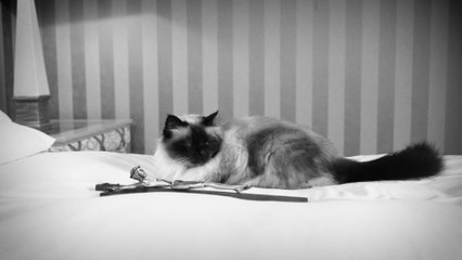 Guè - Immortale: Film & Music Collaboration 🎬