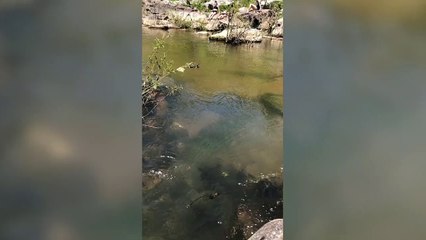 Snake Goes 'Tubing' On River In Missouri