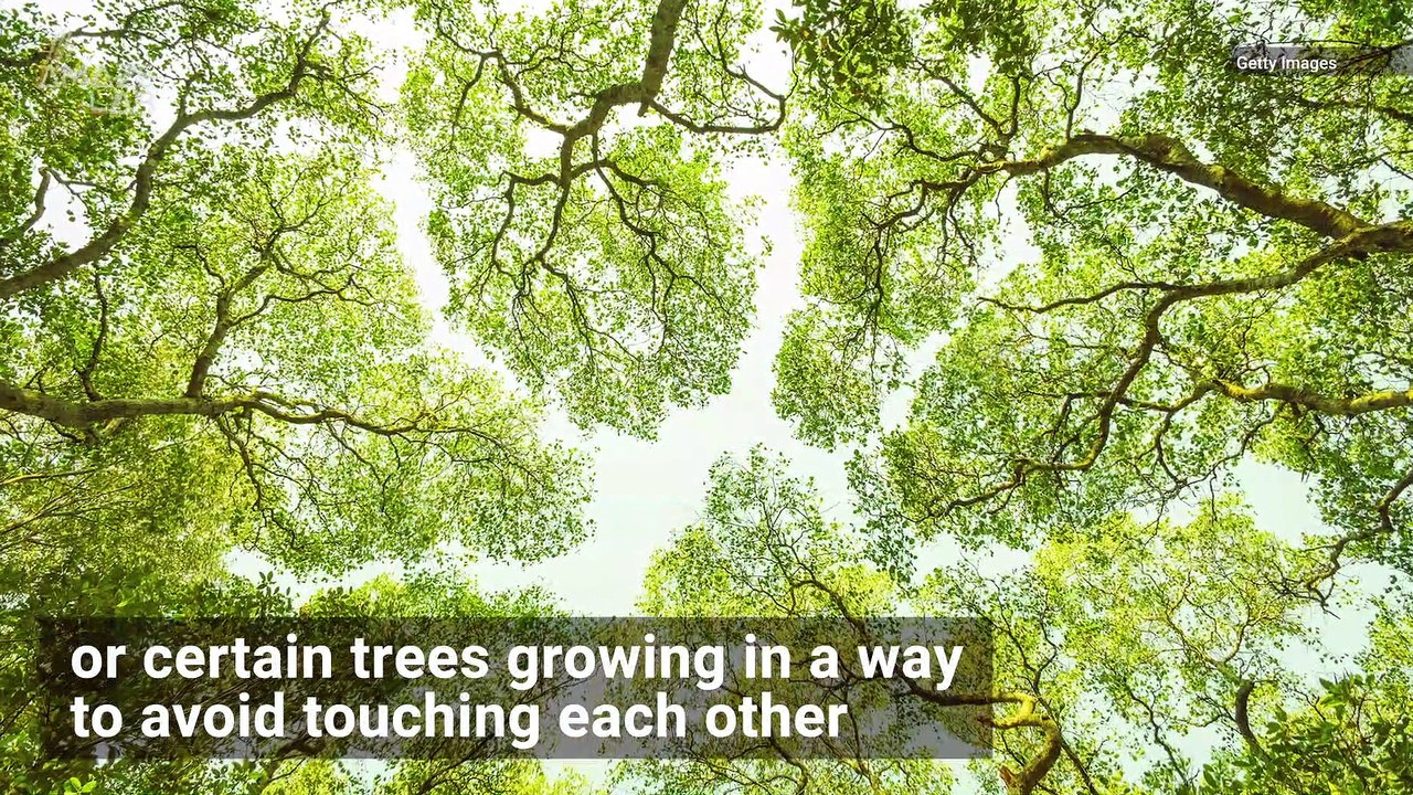 Some Trees Avoid Touching Each Other Due to ‘Crown Shyness’