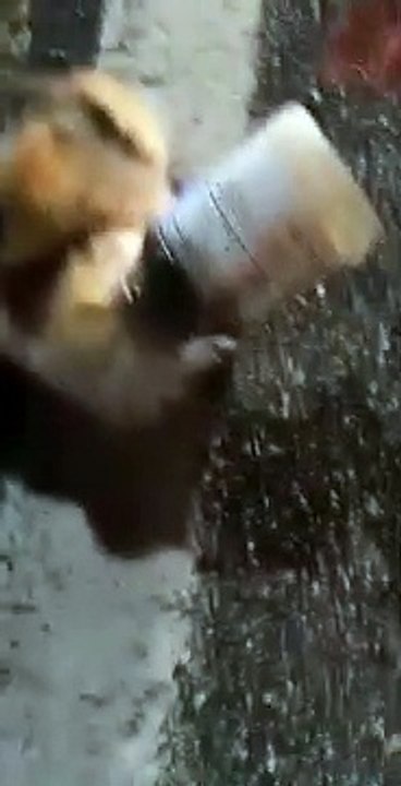 Sauvetage d'un chat avec un bocal sur la tête