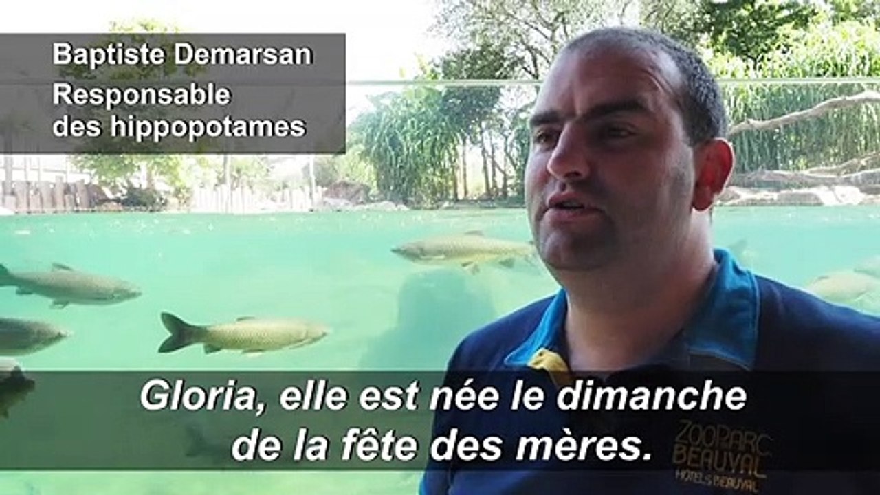 Première naissance d’un bébé hippo au zoo de Beauval