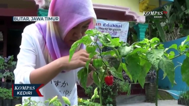 Raih Jutaan Rupiah Dari Usaha Tanaman Sayur Organik