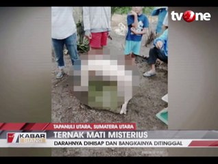 Puluhan Hewan Ternak Mati Misterius