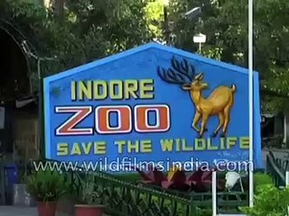 White Tiger cub dies, mother cannot part with body and carries it around