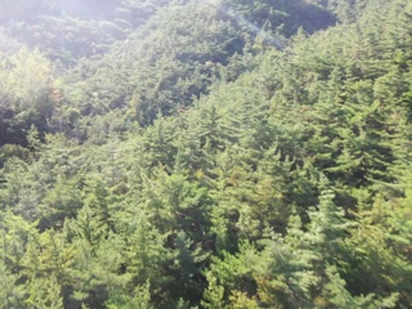 ⁣#Amazing Forest