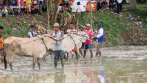 Men dragged through muddy paddy fields during cow racing in Indonesia