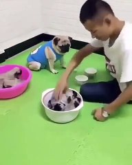 Cette chienne est très douée pour trouver la balle