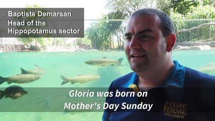 Baby hippo makes a splash at French zoo