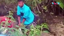 Hewan Mati Misterius, Hantu Hutan Homang Biangnya?