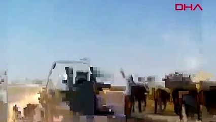 Diyarbakır'da bir kişi, ölü sıpayı aracının arkasına bağlayıp sürükledi!